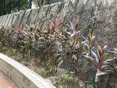 Cordyline fruticosa