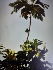 Poicephalus senegalus