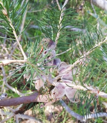 Melaleuca rupestris