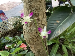 Orchidaceae