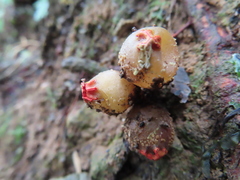 Calostoma japonicum