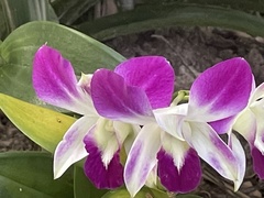 Orchidaceae