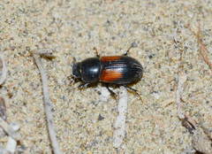 Nialus varians