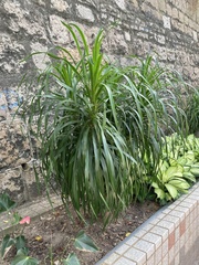 Dracaeneae