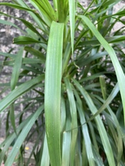 Dracaeneae