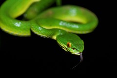 Trimeresurus albolabris