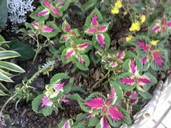 Coleus scutellarioides
