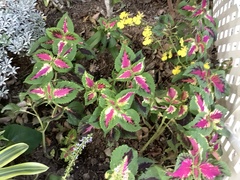 Coleus scutellarioides