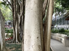 Ficus
