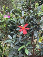 Camellia azalea