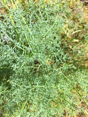 Lomatium papilioniferum