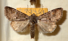 Brachylomia viminalis