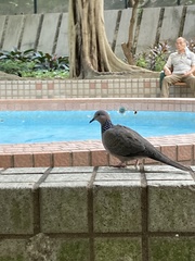 Streptopelia chinensis