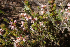 Erica setacea