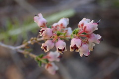 Erica setacea