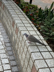 Streptopelia chinensis