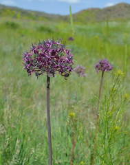 Allium robustum
