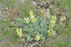 Astragalus ellipsoideus