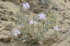 Astragalus sabuletorum
