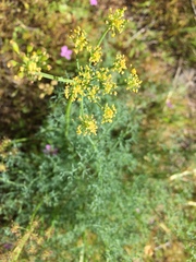 Lomatium papilioniferum