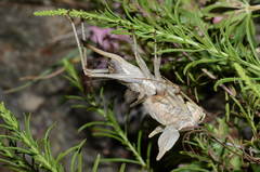 Ceraeocercus fuscipennis