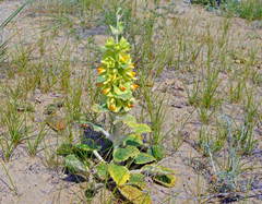 Phlomoides molucelloides
