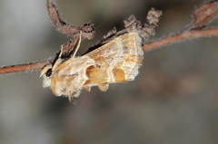 Euchalcia siderifera