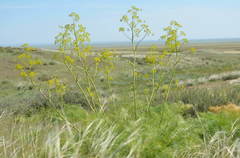 Ferula songarica