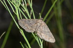 Jankowskia bituminaria