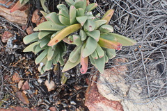 Machairophyllum