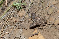 Sideridis mongoliensis