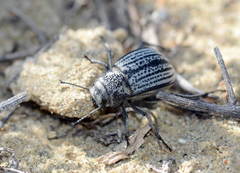 Platyope granulata