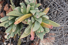 Machairophyllum