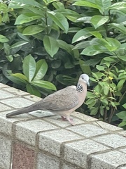 Streptopelia chinensis