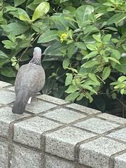 Streptopelia chinensis