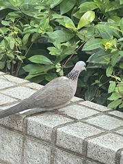 Streptopelia chinensis