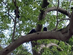 Columba livia domestica