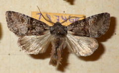 Brachylomia viminalis