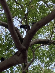 Columba livia domestica