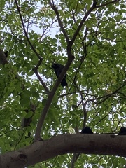 Columba livia domestica