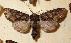 Mniotype adusta