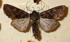 Mniotype adusta