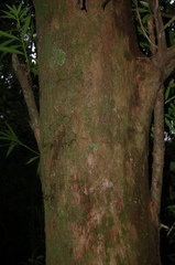 Podocarpus matudae