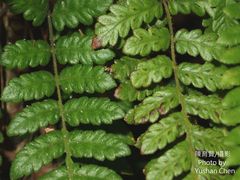 Leptogramma tottoides