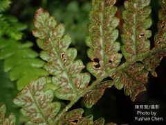 Leptogramma tottoides