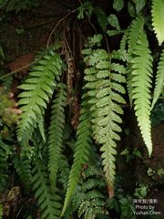 Leptogramma tottoides