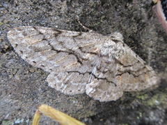 Megabiston plumosaria