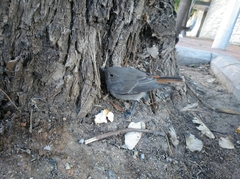 Phoenicurus ochruros