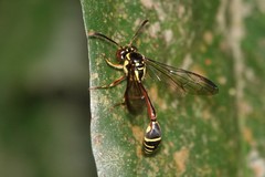 Eustenogaster micans