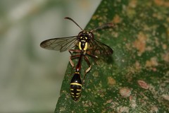 Eustenogaster micans